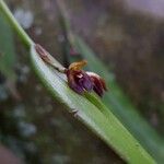 Acianthera decipiens Цветок