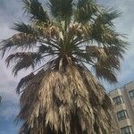 Washingtonia filifera অভ্যাস