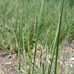 Carex aquatilis عادت داشتن