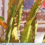Disocactus phyllanthoides Blatt