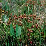 Sarracenia psittacina Yeri