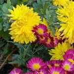 Chrysanthemum indicum Blüte