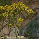 Isatis tinctoria Fleur