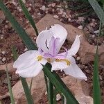 Dietes iridioides ফুল