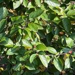 Cotoneaster acutifolius Leaf