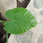 Alocasia odora Liść