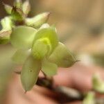 Polystachya bennettiana Flower