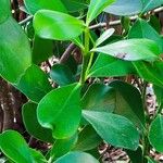 Clusia fluminensis Blatt