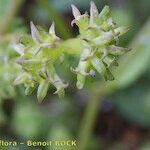 Valeriana echinata Plod