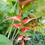 Heliconia collinsiana Flor