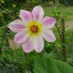 Dahlia tenuicaulis Blomst