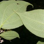 Miconia costaricensis Leaf