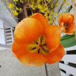 Tulipa fosteriana 花