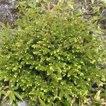 Tsuga diversifolia 形態