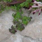 Fumaria flabellata 葉