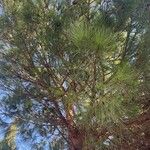 Pinus pineaبرگ