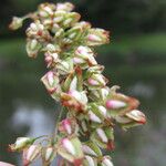 Rumex hydrolapathum Φρούτο