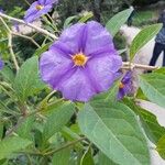 Solanum laciniatum Flower
