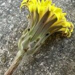 Taraxacum cypriumFlor