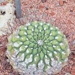 Gymnocalycium pflanzii Hábito