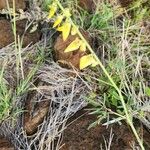 Crotalaria brevidens Kvet