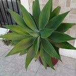 Agave demeesteriana Blatt