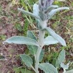 Stachys cretica Blad