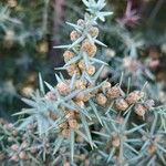 Juniperus oxycedrus Fruit