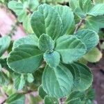 Plectranthus ornatus Leaf