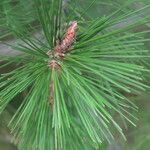 Pinus radiata Leaf