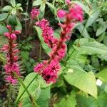 Persicaria orientalis Blüte