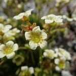 Saxifraga exarata 花