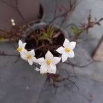 Solanum laxum Blüte