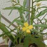 Ludwigia octovalvis 花