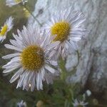 Erigeron glabellus Alkat (teljes növény)