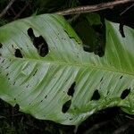 Philodendron inaequilaterum Hoja