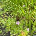 Geranium bicknellii Kwiat