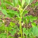 Medicago coronata برگ