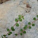 Gaultheria hispidula Leaf