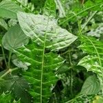 Acanthus montanus Leaf