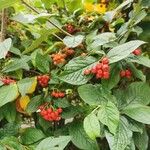 Cotoneaster bullatusফল