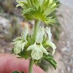 Sideritis fruticulosa Fleur