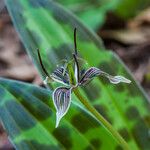 Scoliopus bigelovii Кветка