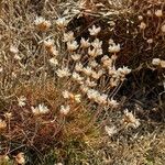 Armeria maritimaFlower