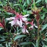 Oenothera lindheimeri ফুল