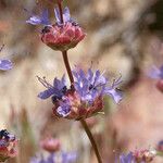 Salvia dorrii Cvet