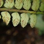 Asplenium barteri Folha