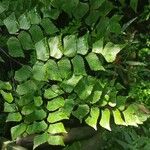 Adiantum trapeziforme पत्ता