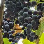 Vitis labrusca Fruchs