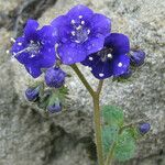 Phacelia parryi Агульны выгляд